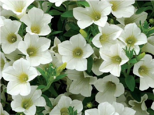 Однолетние растения Surfinia Table White черенок 20 грн, Р9 35грн